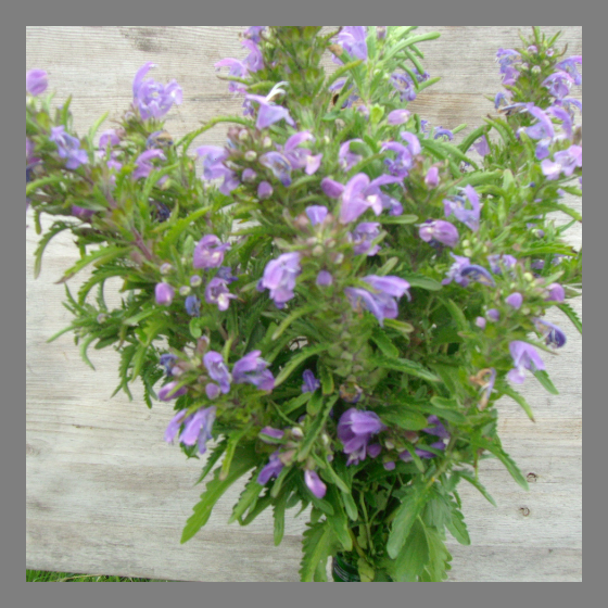 Türkischer Drachenkopf