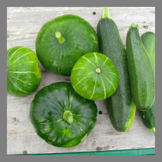 Zucchini