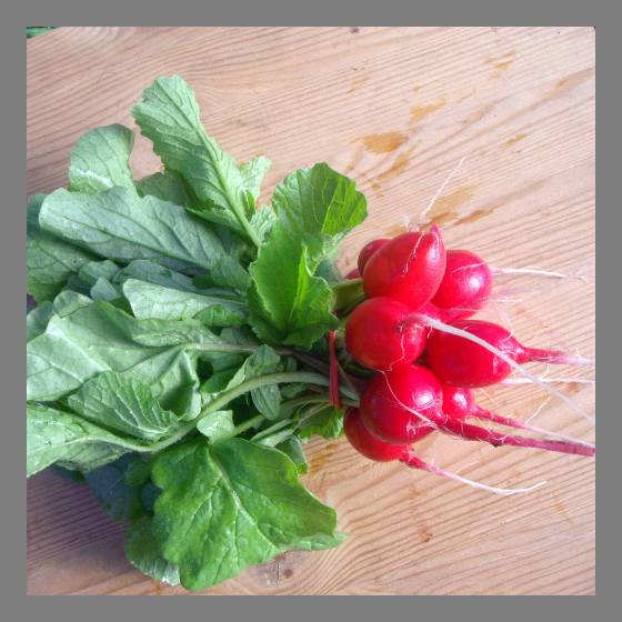 Radieschen